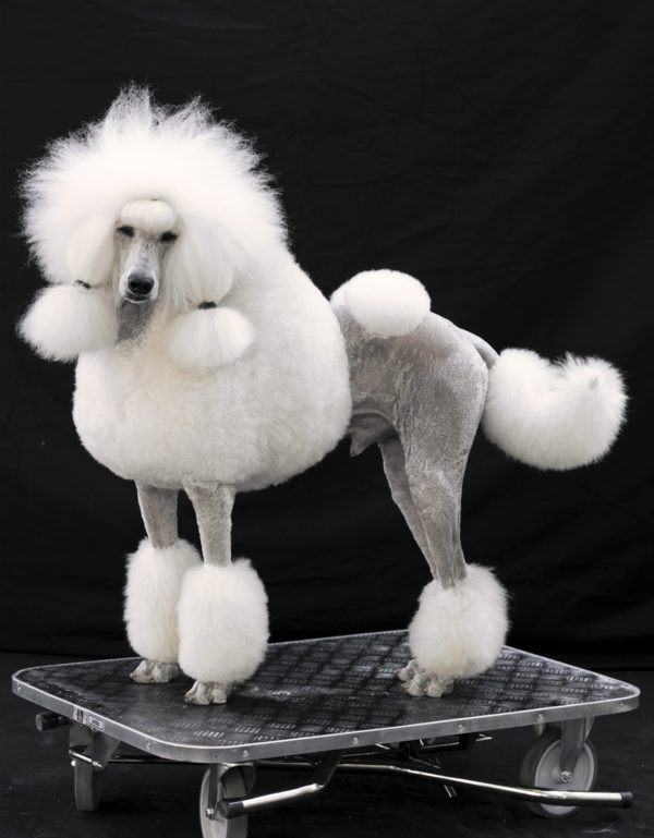 doggi 2
